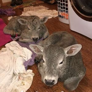 Meet your Posher, Mallory